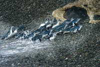 Tucnak nejmensi - Eudyptula minor - Little Penguin - korora 7413